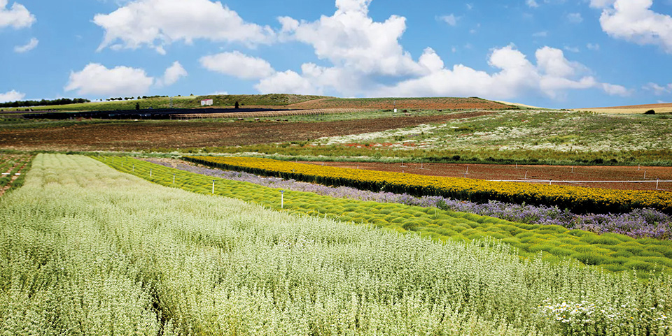 <p>Ahí está nuestro laboratorio, unas instalaciones vanguardistas con una superficie que supera los 30.000 metros cuadrados. </p> <p>Junto a la fábrica, en Soria Natural contamos con un centro de I+D+<em>i</em> y un laboratorio de control de calidad propio dotado de tecnología exclusiva de última generación. </p> <p>En el entorno de la planta de producción de Soria Natural, en un radio de muy pocos kilómetros, se reparten más de 550 hectáreas de terrenos ecológicos donde cultivamos nuestras propias materias primas. Trabajamos más de 70 especies diferentes, entre plantas medicinales, cereales y hortalizas, certificadas con el sello europeo de Agricultura Ecológica.</p>	