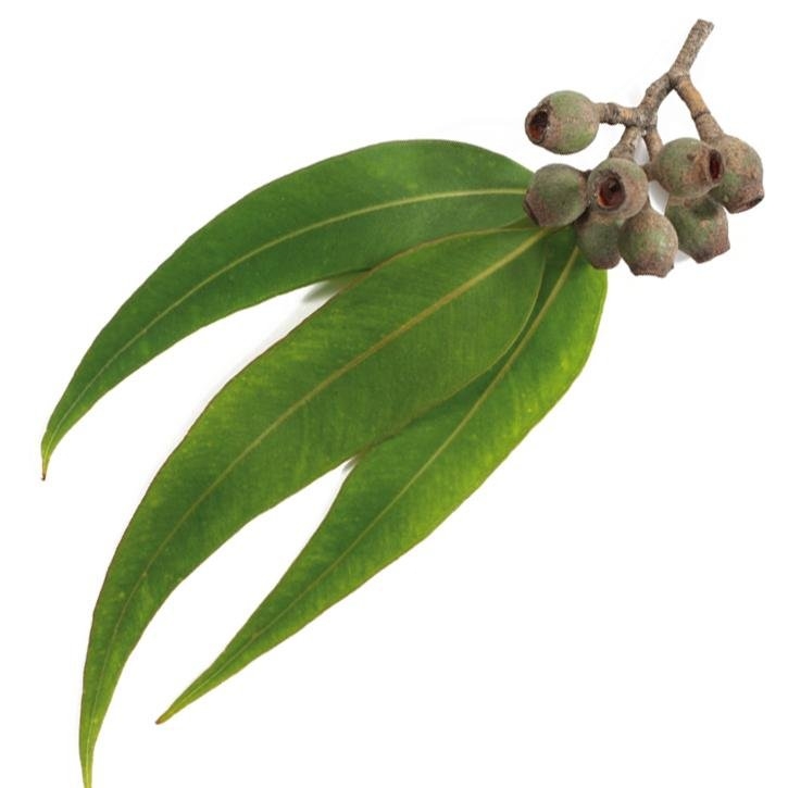 eucalipto-planta-soria-natural
