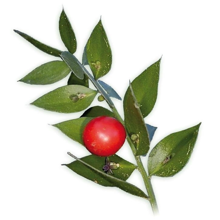 rusco-planta-soria-natural