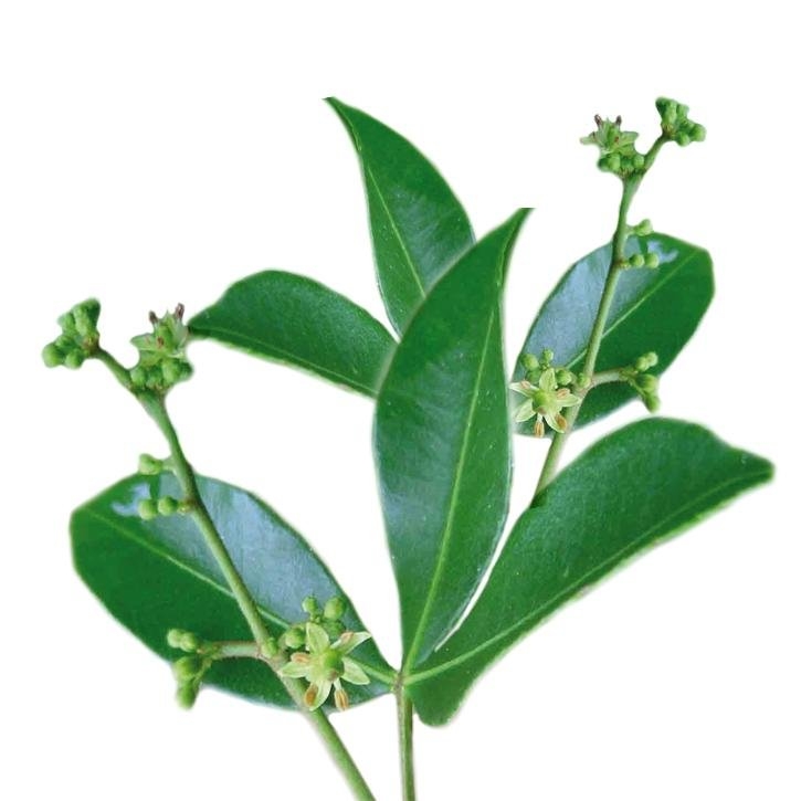 pygeum-planta-soria-natural