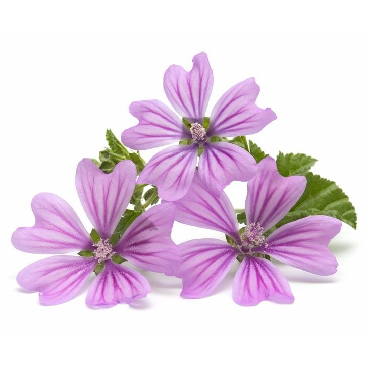 malva-planta-soria-natural