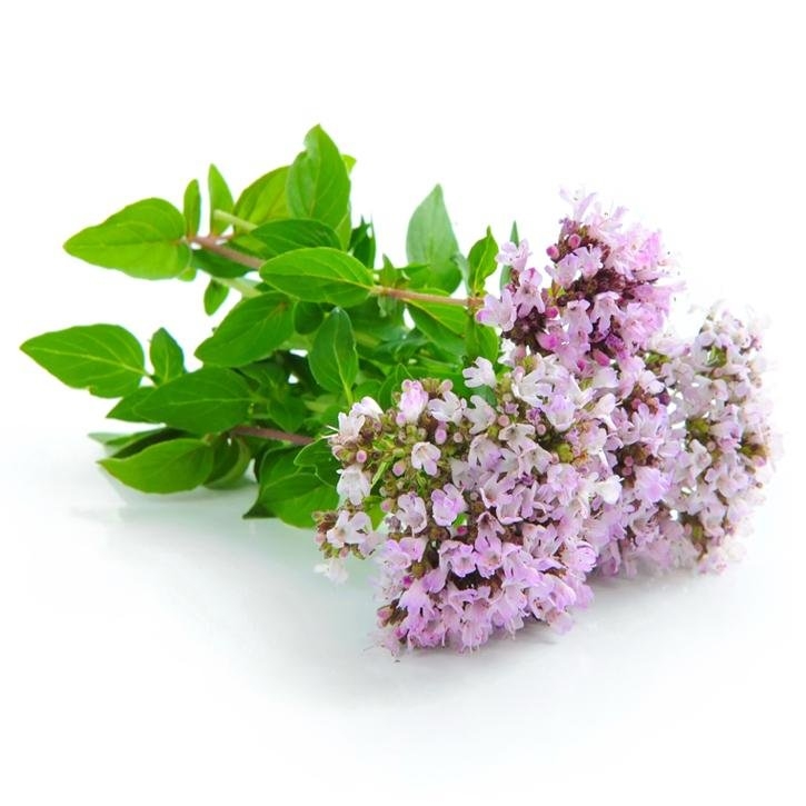 oregano-planta-soria-natural