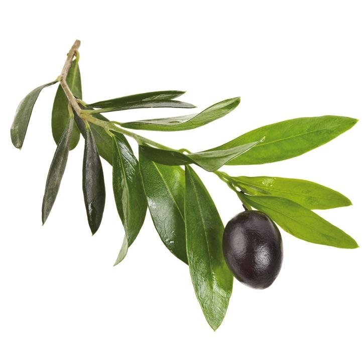 olivo-planta-soria-natural