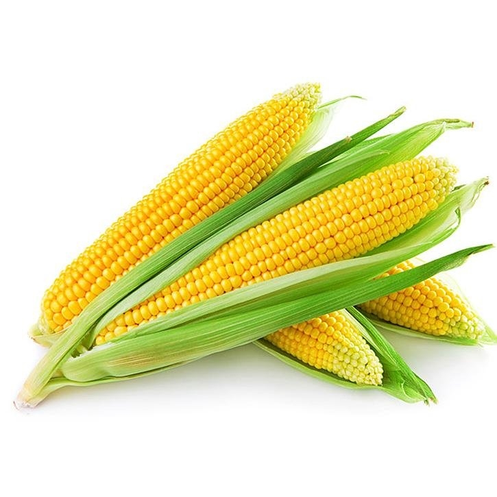 maiz-planta-soria-natural
