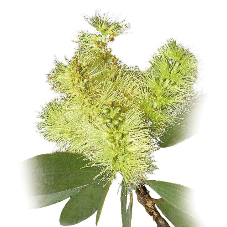 niaouli-planta-soria-natural