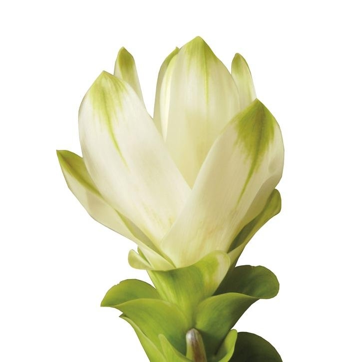 curcuma-planta-soria-natural