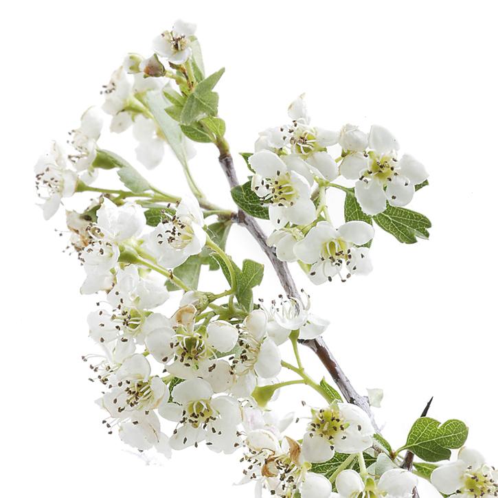 espino-blanco-planta-soria-natural.jpg.jpg