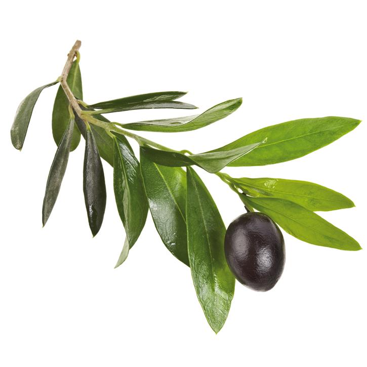 Olivo Olivo