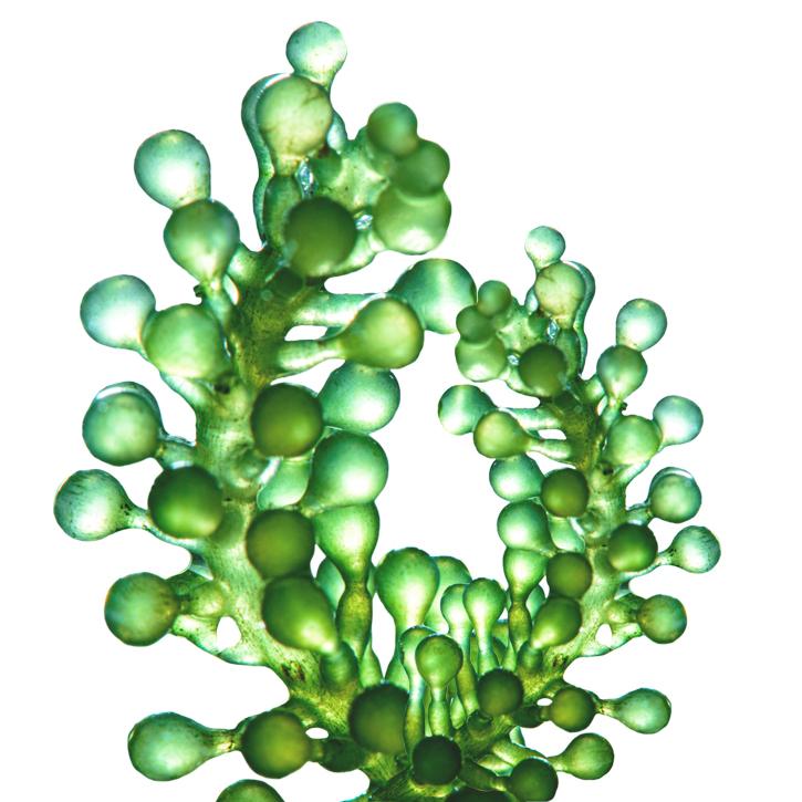 Espirulina