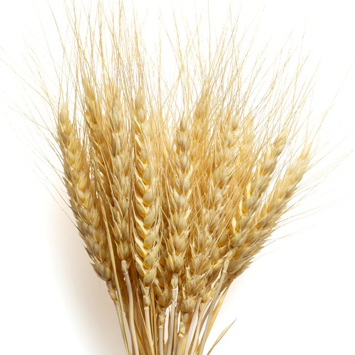 trigo-planta-soria-natural