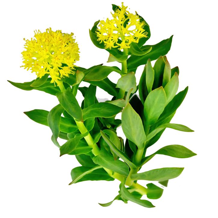 rodiola-planta-soria-natural