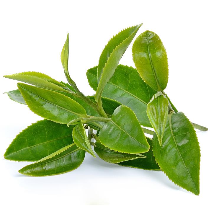 té-verde-planta-soria-natural