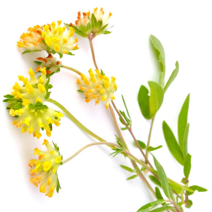 astragalus-plantas-soria-natural