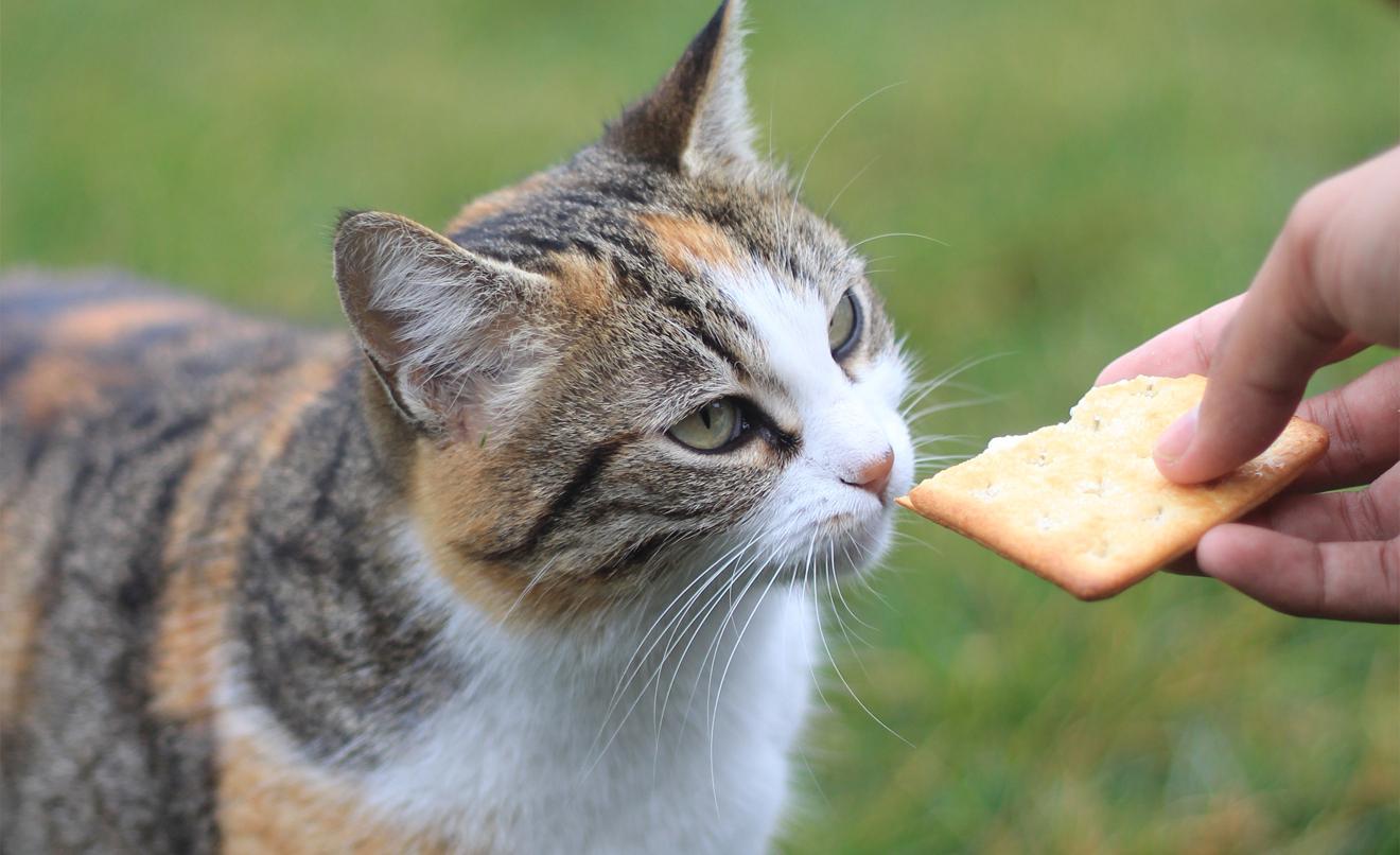 portada-alimentos-prohibidos-gatos.jpg