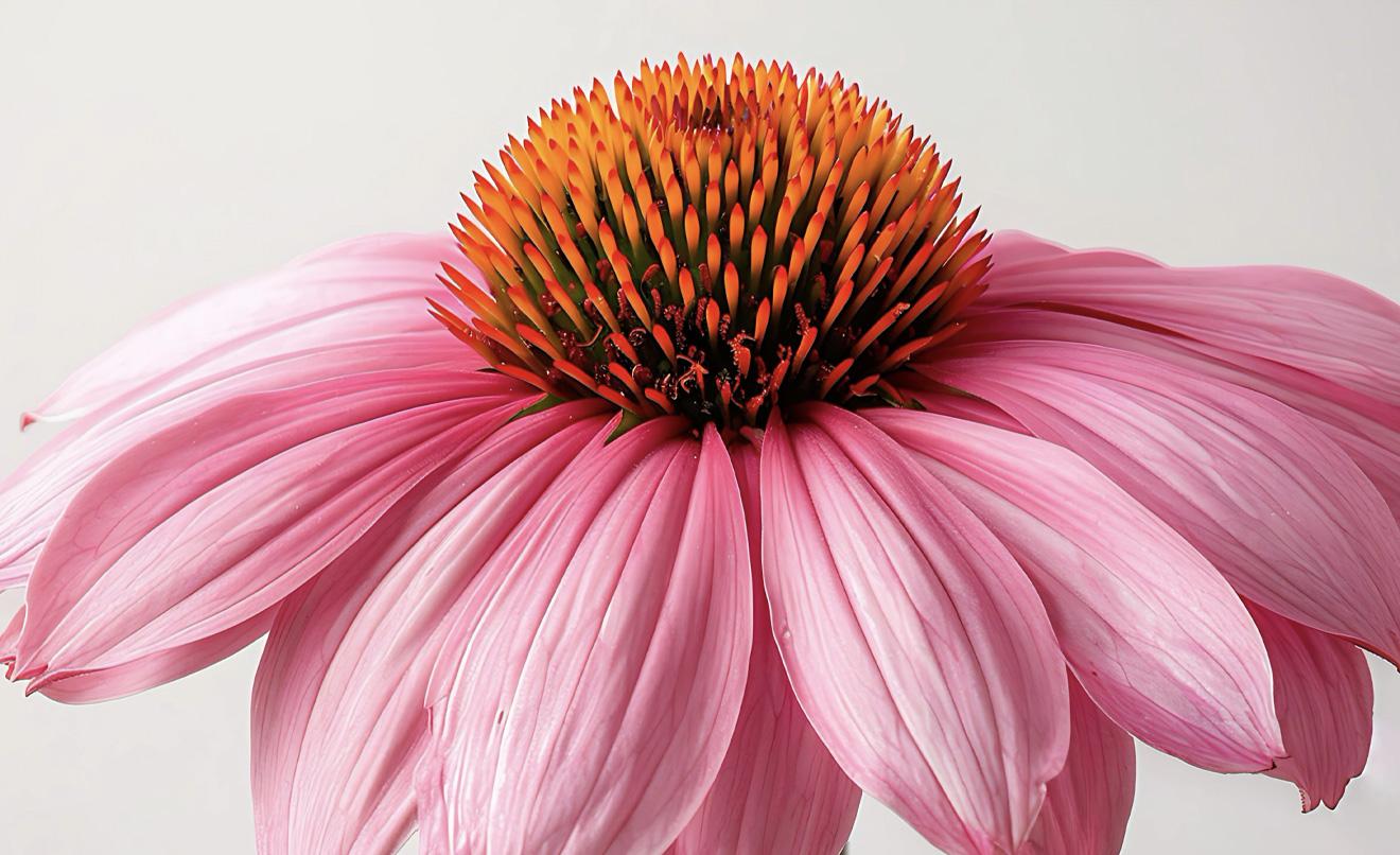 equinácea-propiedades-soria-natural